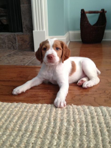 Brittany spaniel #puppy the only dog ill ever have!! Brittany Spaniel Puppy, Brittany Puppy, Brittany Spaniel Puppies, Brittany Puppies, Brittany Spaniel Dogs, Yellow Labs, Brittany Spaniel, Spaniel Puppies, Puppy Face