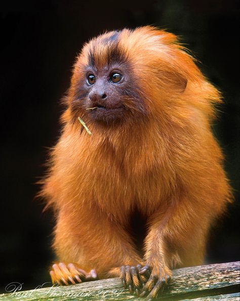 Leontopithecus rosalia is a small New World monkey native to the Atlantic coast of Brazil. (a.k.a. the golden marmoset) Lion Tamarin Monkey, Golden Tamarin Monkey, Golden Tamarin, Brazil Animals, Monkey Photography, Monkey Species, Golden Lion Tamarin, Marmoset Monkey, Red Monkey