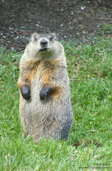 Happy Groundhog Day! 10 Things You May Not Know About These Animals. Groundhog Pictures, Groundhogs Day, Bizarre Animals, Ground Hog, Happy Groundhog Day, North American Animals, Animals Tattoo, Prairie Dog, Groundhog Day