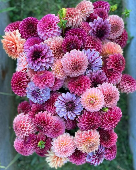 Galena Berkompas • Urban Flower Farm • Education (@microflowerfarm) • Instagram photos and videos Dalia Flower, Dahlia Flower Garden, Bells Of Ireland, Lotus Flower Pictures, Dahlia Bouquet, Zinnia Flowers, Coral Sea, Boquette Flowers, Flower Farmer