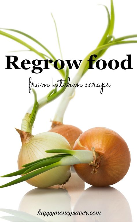 I never realized how much money I was wasting when I could have been regrowing my food at home including onions, potatoes, herbs, garlic and ginger. Herbal Nutrition, Regrow Celery, Regrow Green Onions, Growing Celery, Compost Container, Regrow Vegetables, Kitchen Scraps, Grow Avocado, Garlic And Ginger