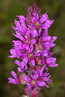 Purple loosestrife- Lythrum salicaria Spices And Their Uses, Lythrum Salicaria, Purple Loosestrife, Genetic Code, Purple Mountain Majesty, Bog Garden, Invasive Plants, Website Design Layout, Cheap Fabric