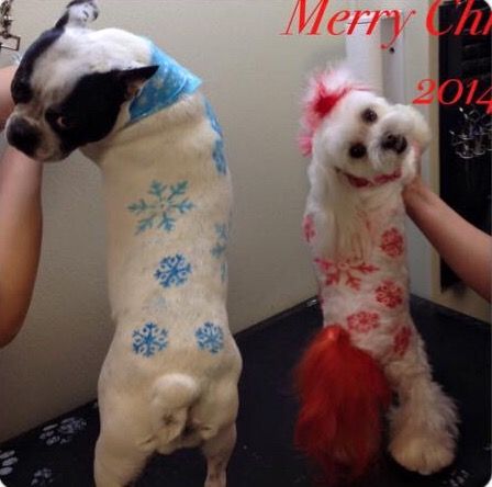 Christmas Dog Grooming, Christmas Dog Dye Ideas, Christmas Dog Hair Dye, Dog Hair Color, Animal Hairstyles, Pet Rabbit Toys, Creative Dog Grooming, Groom Room, Mobile Grooming