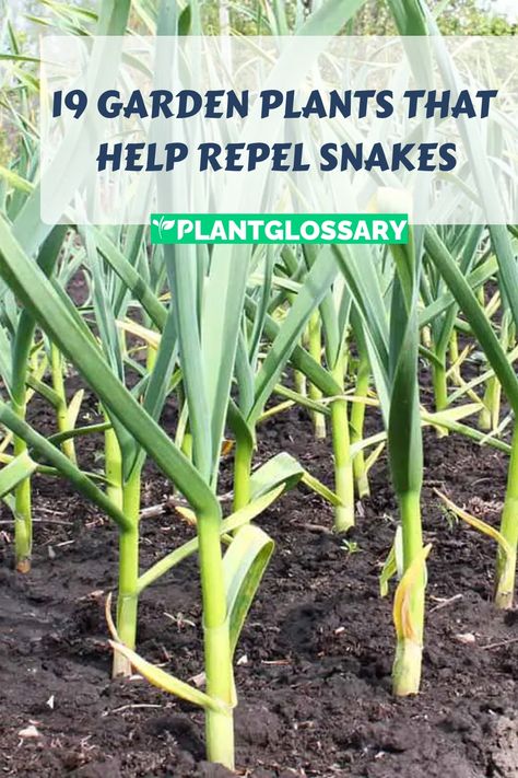 If you’re looking for natural ways to keep snakes out of your garden, certain plants can be highly effective. This article highlights 19 snake-repellent plants that can help create a snake-free environment. Learn about the characteristics of each plant and how they work to deter snakes. By adding these plants to your garden, you can enjoy a safer and more comfortable outdoor space. Snake Free Landscaping, Snake Repellant Plants, Snake Repellant, Snake Repellent, Society Garlic, Ornamental Garden, Repellent Plants, Insect Repellent, Citrus Scent