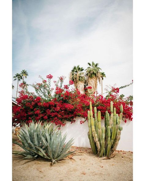 California Cactus Garden, Tropical Garden California, Palm Springs Plants, Palm Springs Desert Landscape, Palm Springs Cactus, California Desert Landscaping, Palm Springs Yard, Cactus Backyard, Desert Garden Landscaping