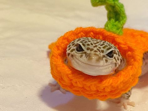 To customize with a name add this listing to your order: https://etsy.me/3nQyBll This adorable crocheted cape is made with acrylic yarn and is designed to loosely go around your geckos neck to snap a quick picture without causing too much stress to your gecko <3 Bumble not included lol Please do not leave your gecko unattended with the cape on! Comes from a smoke free, pet loving home Crochet Pet Costumes, Gecko Costume, Cape Au Crochet, Cute Gecko, Pet Lizards, Cute Lizard, Cute Animal Memes, Cute Reptiles, Cute Snake