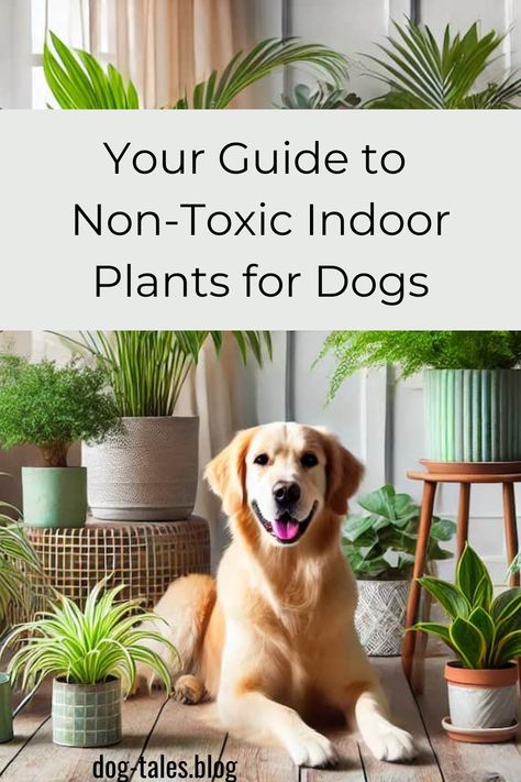 Worried about keeping houseplants around your pup? We’ve got you covered with a curated list of Non Toxic Indoor Plants that keep your home green and safe 🐶. Visit our page to learn more and save this guide for stress-free, Pet Safe House Plants shopping! 🌿 Non Toxic Indoor Plants, Pet Safe House Plants, Plants Safe For Dogs, Plants For Dogs, Pet Friendly House Plants, Dog Safe Plants, Safe House Plants, Dog Emotions, Office Safe