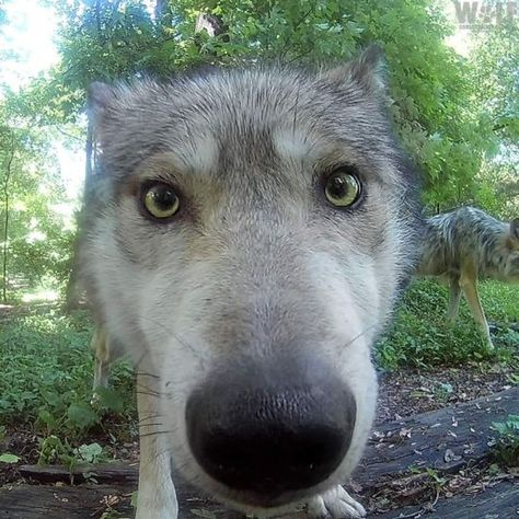 (59) WOLVES🐾 on Tumblr Pretty Animals, Silly Dogs, A Wolf, Wolf Dog, Silly Animals, Cute Creatures, Cute Little Animals, Spirit Animal, Beautiful Creatures