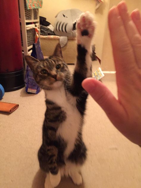 Hands up if youre the lil butthead who woke your hoomin up by biting her armpit! Hands In The Air, Kitty, Collage, Cars, Memes, Animals, Pins, Quick Saves