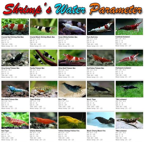 Water Parameters Needed For Shrimp Breeding: Temperature, KH, pH Shrimp Breeding, Shrimp Aquarium, Beautiful Tropical Fish, Aquarium Shrimp, Big Aquarium, Tropical Freshwater Fish, Shrimp Tank, Freshwater Aquarium Fish, Fish For Sale