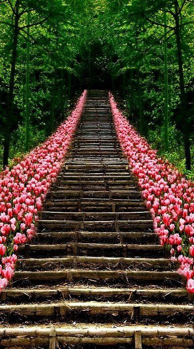 Tulip Stairs, Kyoto, Japan (by afstracuzzi on Flickr) Stairway To Heaven, Pink Tulips, Corfu, Melbourne Australia, Kauai, Vacation Trips, Beautiful World, Secret Garden, Beautiful Gardens