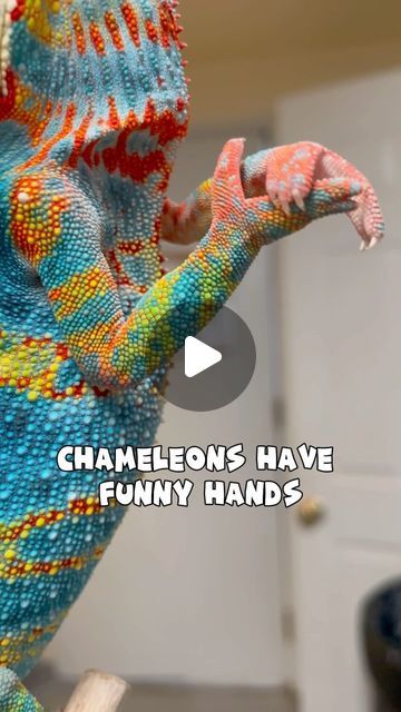 🦎 Panther Chameleons on Instagram: "In case you didn’t know yet- chameleons have really funny hands. Pineapple Express and some of his friends are here to demonstrate! #KammerflageKreations #PantherChameleon 
.
.
.
#Furciferpardalis #KammerflageFamily #cutepets #funnypetvideos #petsoninstagram #petsofinsta #hands #chameleons #reptilesofinstagram #explore" Chameleon Care, Pineapple Express, Chameleons, Exotic Pets, May 1, Funny Animal Videos, Reptiles, Panther, Really Funny