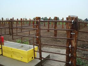 Feeder Cattle, Show Cattle Barn, Cattle Feeder, Cattle Facility, Livestock Fence, Cattle Corrals, Horse Feeder, Horse Riding Gear, Livestock Barn