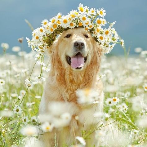 15 Dogs That Love Springtime Field Of Daisies, Golden Retriever Mix, 강아지 그림, A Golden Retriever, Love My Dog, Dog Flower, Retriever Dog, Golden Retrievers, Dog Photography