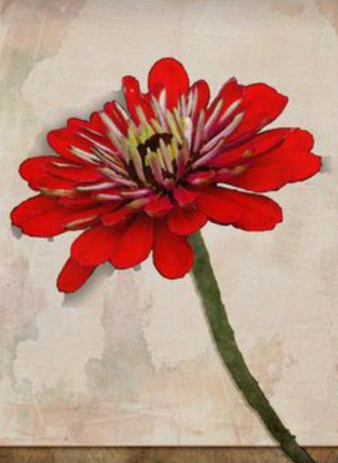 Zinnia Tattoo, Self Description, Red Zinnia, Texture Study, Zinnia Flowers, Inspirational Artwork, Acrylic Flowers, Art Instructions, Watercolor Inspiration