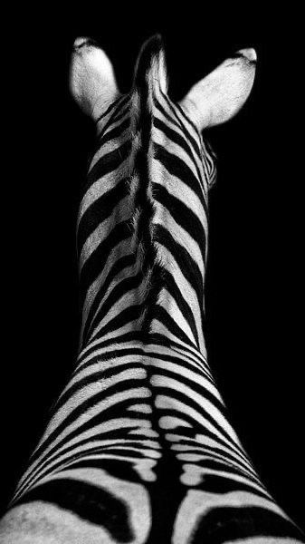 Zebra Drawing, Dark Beauty Fashion, Africa Photography, Zebra Art, L Wallpaper, Black And White Birds, Beautiful Oil Paintings, Painted Bags, Black And White Posters