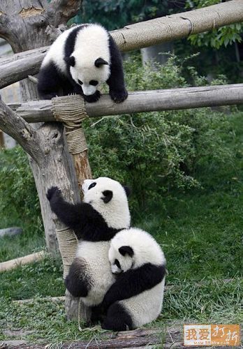 Teamwork <3 Baby Panda Bears, Panda Lindo, Panda Bears, Panda Love, Giant Panda, Baby Panda, Kung Fu Panda, Red Panda, Cute Panda