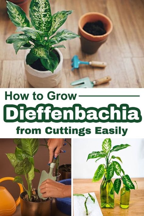 Definbachia Plant Care, How To Propagate Dieffenbachia, Diffenbachia House Plant, Diffenbachia Leaf Variety, Propagate Dieffenbachia, Dieffenbachia Propagation, Sick Plants, Dieffenbachia Care, Dieffenbachia Houseplant