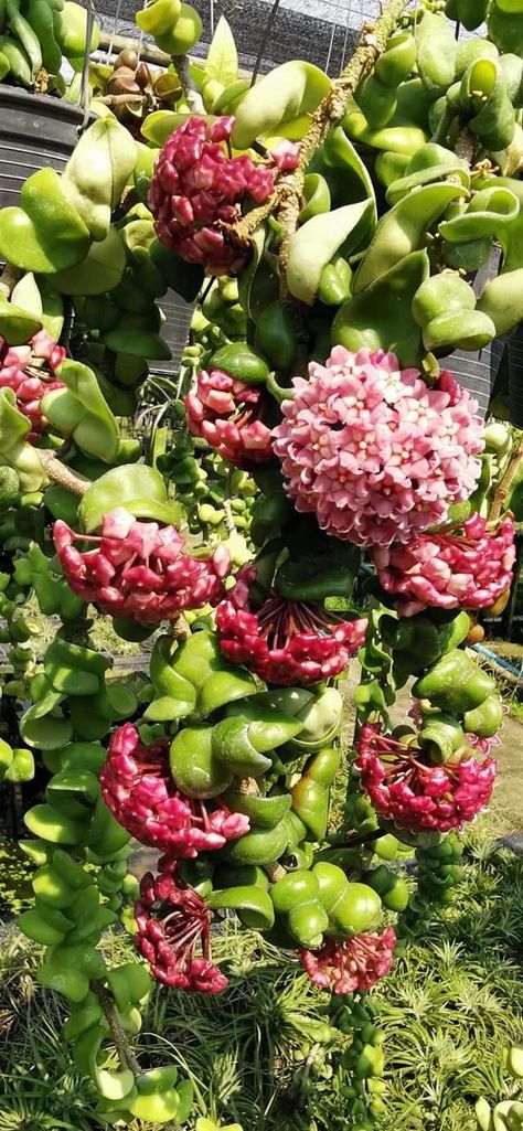 Wax Plants, Hoya Carnosa, Plant Goals, Plant Projects, Wax Flowers, Cactus Y Suculentas, Room With Plants, Cactus And Succulents, Landscaping Plants