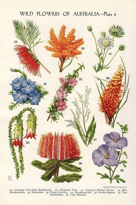 All Things Australia - Australian Style – The Freedom State Botanical Flowers Print, Australian Native Garden, Australian Wildflowers, Australian Style, Australian Flowers, Australian Native Flowers, Australian Plants, Australian Native Plants, Illustration Blume