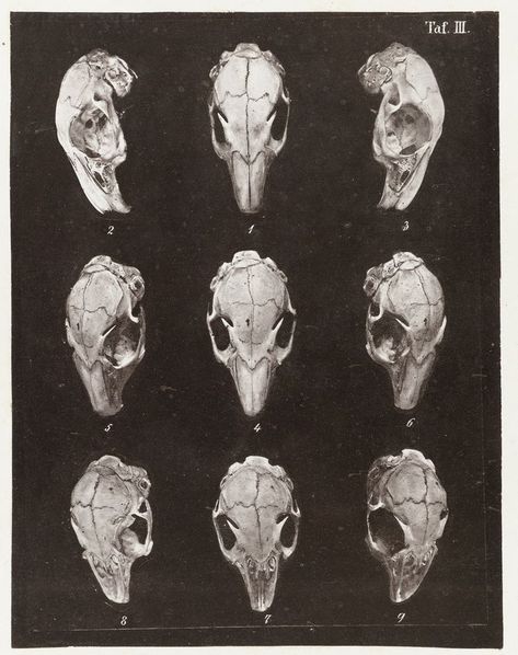 #darkacademia #darkacademiaaesthetic #vintage #old #skull #animalskull #art #biology #science #anatomy Science Anatomy, Dark Academia Art, Biology Science, Animal Anatomy, Vintage Skull, Dark Academia Aesthetic, Animal Skulls, Classical Music, Dark Academia