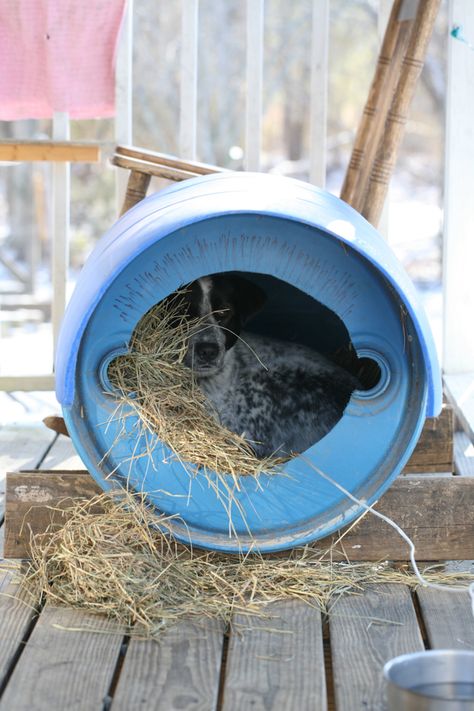 Here is how to build a dog house from a cheap barrel. This cost us $0, is super easy, takes a very short time and the dogs LOVE it! Barrel Dog House, Cheap Dog Houses, Kitten Room, Octagon Picnic Table, Small Dog House, House Chicken, Build A Dog House, Dog House Plans, Build Your Own Shed