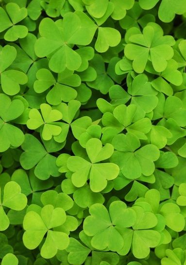 5 Classic Irish & Celtic Symbols and Meanings - The Irish Store Sacred Plant, Irish Eyes, Celtic Symbols, Irish Heritage, Irish Celtic, Luck Of The Irish, Green Nature, St Pattys Day, Green Aesthetic