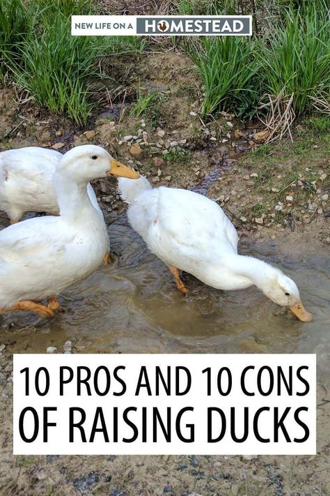 Keeping Ducks, Pekin Duck, Backyard Ducks, Duck Coop, Duck Farming, Raising Ducks, Raising Farm Animals, Dust Bath, Pet Ducks