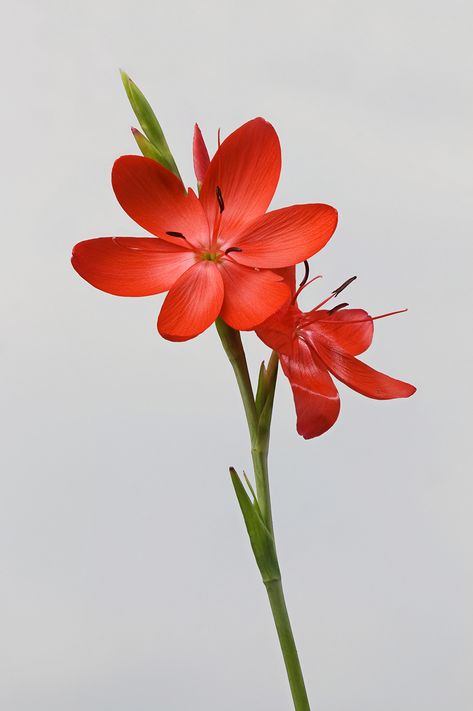 Flower Refrences Art, Art Reference Flowers, Aesthetic Flower Reference Photo, Hermetica Flowers, River Lily, Krishnochura Flower, Plants Reference, Hesperantha Coccinea, Kaffir Lily