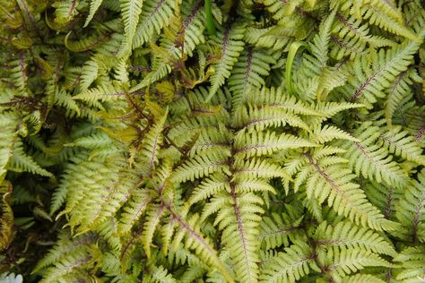 15 Best Shade Perennials to Plant in Your Yard Dryopteris Erythrosora, Lady Fern, Ferns Care, Autumn Fern, Japanese Painted Fern, Plants Under Trees, Virginia Bluebells, Shade Loving Perennials, Ghost Plant