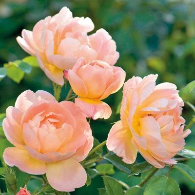 Shop All Roses - Type Lark Ascending Rose, The Lark Ascending Rose, Hydrangea Border, Arid Garden, Craftsman Garden, Oregon Backyard, Cottagecore Moodboard, Rose Hedge, Deadheading Roses