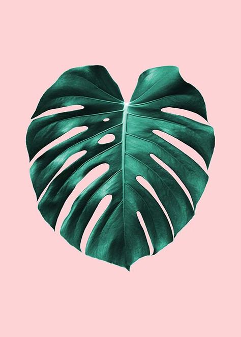 Monstera on pink Poster in the group Posters & Prints at Desenio AB (2435) Monstera Poster, Desenio Posters, 강아지 그림, Botanical Poster, Monstera Leaf, Green Leaf, Minimalist Decor, Leaf Print, Personalized Prints