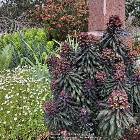 Euphorbia Blackbird, Window Beds, Garden Window, Border Plants, Outdoor Room, Garden Windows, Square Garden, Natural Garden, Plant Species