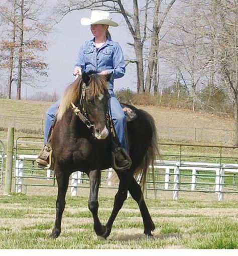 Equine Exercises, Gaited Horses, Gait Training, Horse Adventure, Wellness Magazine, Horse Lessons, Good Foundation, Riding Tips, Horse Info