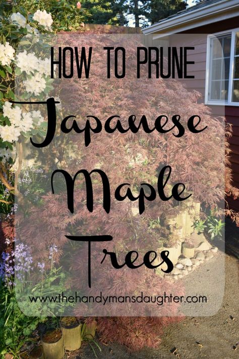 Topiaries Garden, Spring Pruning, Maple Tree Landscape, Diy Garden Landscaping, Weeping Trees, Modern Gardens, Growing Bamboo, Maple Trees, Japanese Garden Design