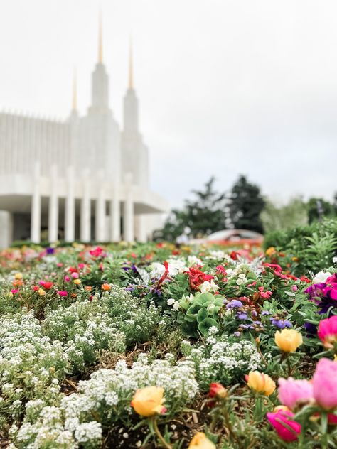 Dc Temple, Church Of Jesus Christ Latter Day Saints, Washington Dc Temple, Lds Temple Pictures, Temple Pictures, True Identity, Lds Temples, Latter Days, Future Life