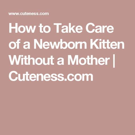 How to Take Care of a Newborn Kitten Without a Mother | Cuteness.com How To Take Care Of A Kitten, Newborn Kitten Care, Newborn Bath, Newborn Kittens, Kitten Care, How To Go, Baby Kittens, Bottle Feeding, How To Take