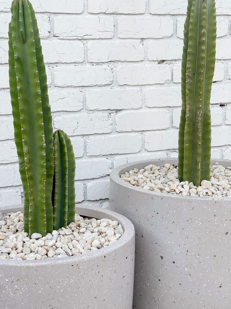 How to pot a cactus Cactus Garden Design, Landscaping Around Patio, Cactus Garden Landscaping, Cacti Garden, Tall Cactus, Ideas For House, Urban Homes, Cactus Plant Pots, Side Yard Landscaping