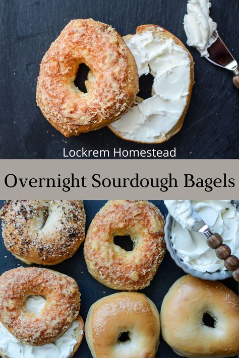 Unleash the true potential of your sourdough starter with our Easy Overnight Sourdough Bagels. This simple, but delicious recipe combines the tangy flavor of a long fermentation with the warm aroma of a freshly baked bagel. Perfect for breakfast, brunch, or anytime you crave something savory and delightful. Get ready to become a sourdough bagel expert! Sourdough Bagels All Purpose Flour, Bagel Recipe Sourdough, Long Ferment Sourdough Recipes, Sourdough Bagel Recipes, Sourdough Bagels Farmhouse On Boone, Easy Sourdough Bagels, Overnight Sourdough Recipes, Mini Bagel Bites, Sourdough Bagels Recipe