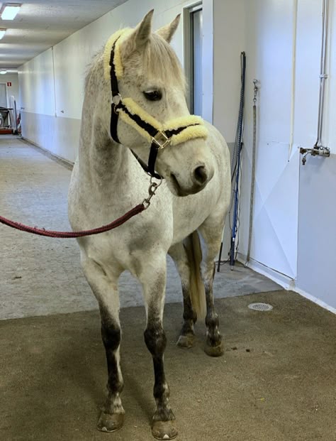 Light grey Connemara gelding Connemara Horse, Autumn Horse, Connemara Pony, Grey Horses, Pictures Of Horses, Baby Pony, Riding School, English Horse, Equestrian Girls