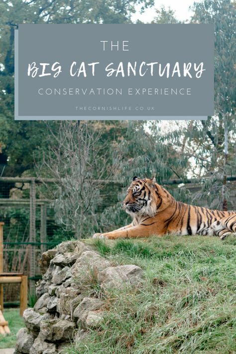 The Big Cat Sanctuary - a conservation charity for lions, tigers and wild big cats offers a luxury lodge experience Big Cat Sanctuary, Wild Animal Sanctuary, Vision 2023, Sumatran Tiger, Cat Sanctuary, Cat Seat, Cat Stands, Cats For Sale, Animal Sanctuary