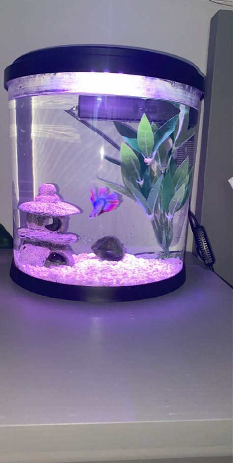 Girly Fish Tank, Aesthetic Fish Tank Ideas Pink, Aesthetic Betta Fish Tank, Pretty Fish Tank, Asthetic Fish Tanks Ideas, Small Fish Tank Ideas, Pink Fish Tank, Betta Tank Ideas, Fish In Tank