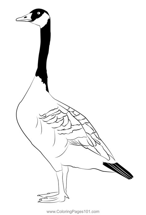 Canada Goose 6 Coloring Page Canada Goose Bird, Canada Goose Tattoo, Canadian Goose Drawing, Goose Drawing, Goose Tattoo, Canadian Goose, Water Drawing, Coloring Pages For Boys, Coloring Pages Printable