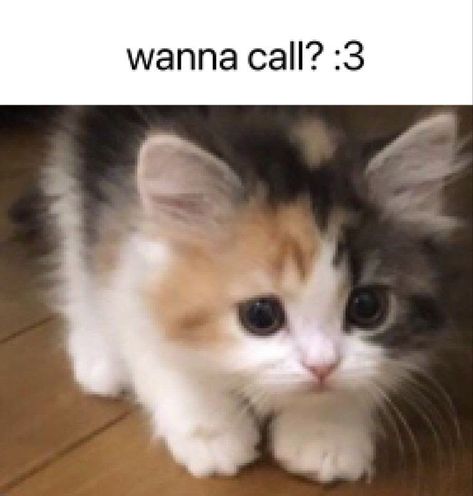 Wanna Call, Monday Blues, About Cats, Cat Memes, Memes, Pandas