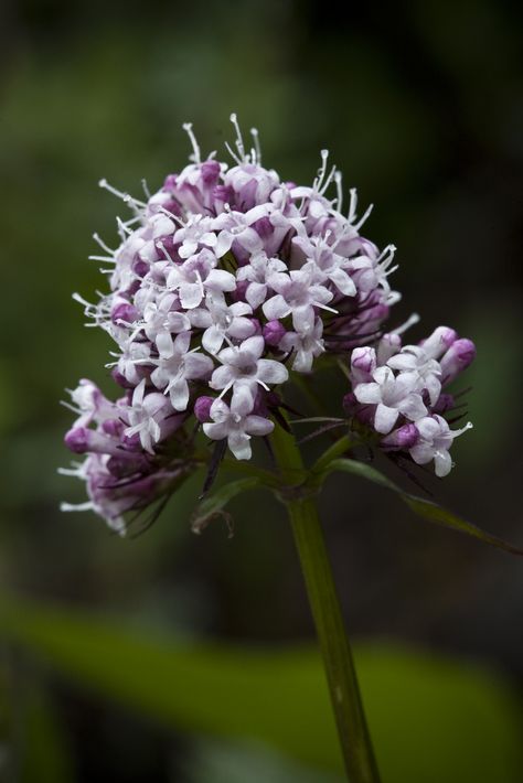 Valerian Flower, Flower Widget, Zodiac Vibes, Live Earth, Witch Crafts, Sonic Oc, Witch Queen, Violet Plant, Future Garden