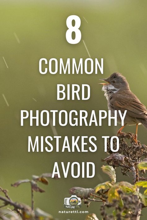 Bird Photography Tips, Bird Portrait Photography, White Portrait Background, Creative Nature Photography, Canon R7, Photography Knowledge, Helen Skelton, Wild Birds Photography, Photography Instruction