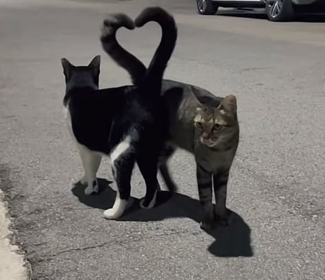 two cats tail making love Two Cats