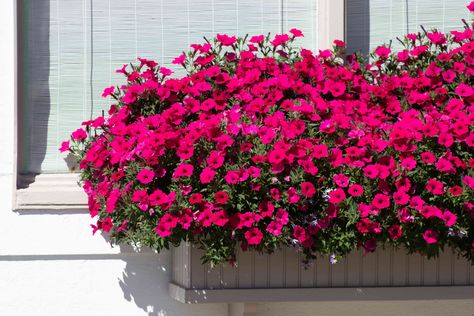 Window Box Flowers For Sun, Window Boxes Summer, Full Sun Planters, Railing Flower Boxes, Planter Boxes Flowers, Summer Planting, Full Sun Garden, Fall Window Boxes, Balcony Flower Box