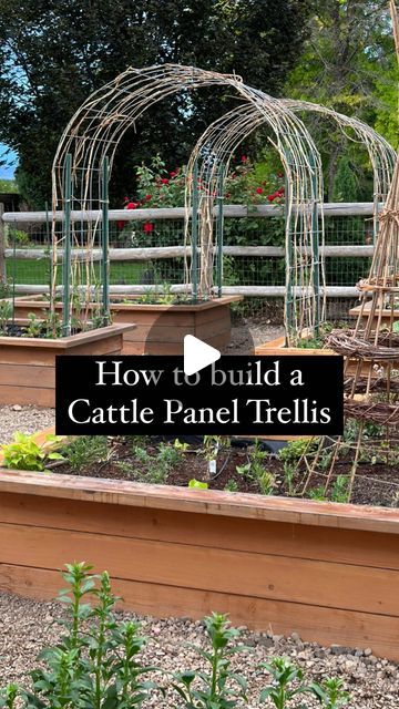 Cattle Wire Trellis, Cattle Panel Trellis Garden, Cattle Panel Garden Arch, Cattle Fence Trellis, Cow Panel Garden Trellis, Hog Panel Trellis, Cattle Panel Garden, Cattle Panel Trellis, Panel Trellis