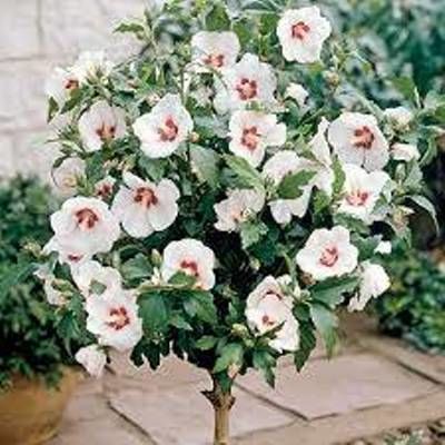 Rose Of Sharon Bush, Rose Of Sharon Tree, Hibiscus Shrub, Hibiscus Tree, Hibiscus Syriacus, Hardy Hibiscus, Flower Hibiscus, Flowers Hibiscus, Landscape With Trees